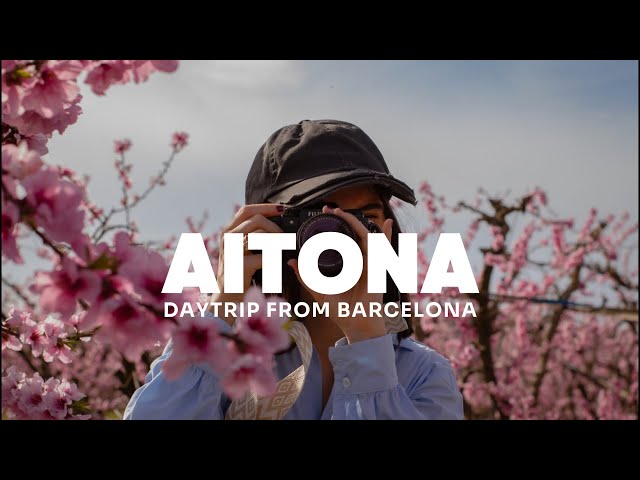 Sakura in Spain? Visiting Aitona's Blooming Peach Trees