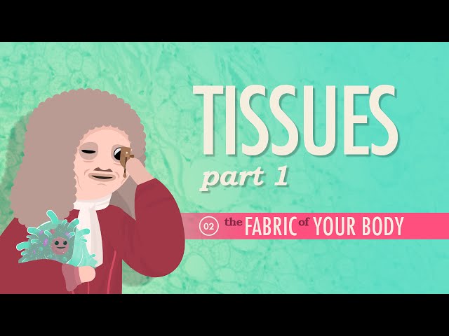 Tissues, Part 1: Crash Course Anatomy & Physiology #2