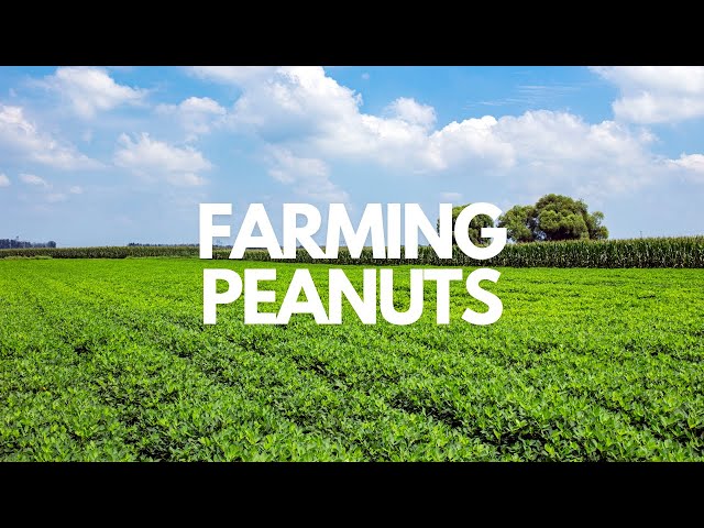 What it takes to farm peanuts | Georgia Peanuts