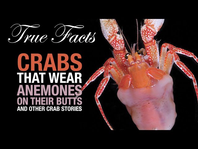 True Facts: Incredible Crab Stories