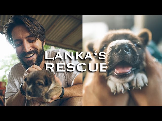 Adopting A Street Dog Puppy Changed Our Lives ( Rescue Story)
