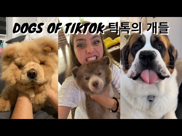 Dogs of Tiktok - Adorable and Clever | 재미있고 사랑스러운 개들 | ゴールデンレトリバーのベスト 🐶🐶🐶