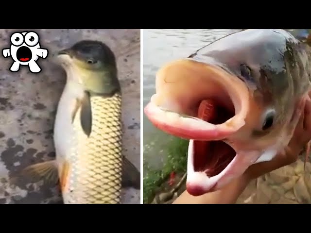 Рыбы-Мутанты, Захватывающие Водоемы