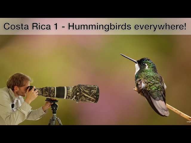 Costa Rica (1) - Photographing hummingbirds (my tips and tricks)