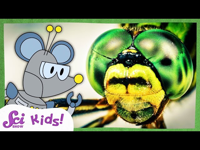 How Do Insect Eyes Work? | Compound Eyes | Amazing Animal Senses | SciShow Kids