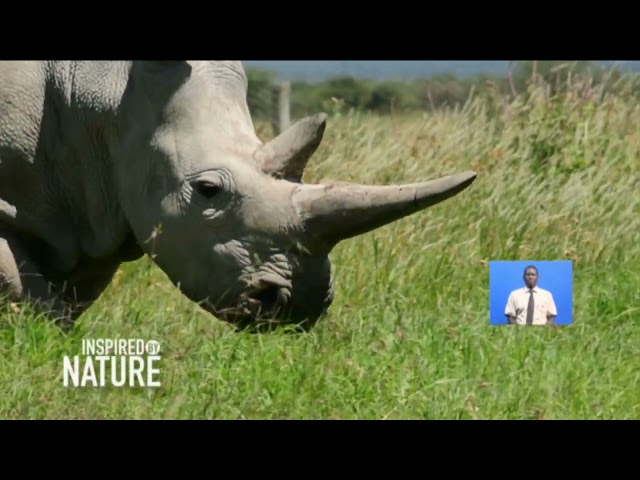 World Wildlife Day: An appreciation of Kenya's wildlife | Inspired By Nature
