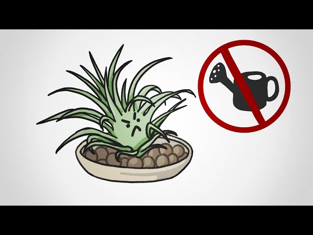 The Plant You Don’t Have To Water