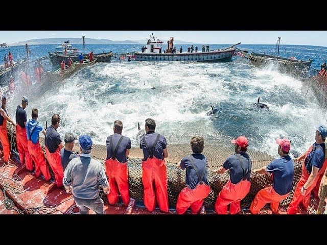 Everyone should watch this Fishermen's video - Big Catch Hundreds Tons Fish With Modern Big Boat