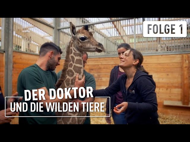 Giraffenbaby erobert die Herzen | Der Doktor und die wilden Tiere | (1/6)