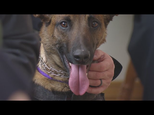 Bill introduced by Colorado lawmakers aims to protect police K9s
