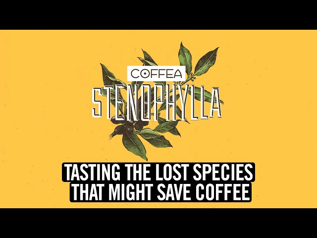 Tasting The Lost Species That Might Save Coffee