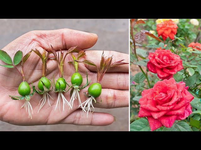 How to grow roses from rose calyx | Great idea for beginner