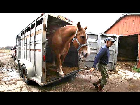 Draft Horse Feeding and Maintenance