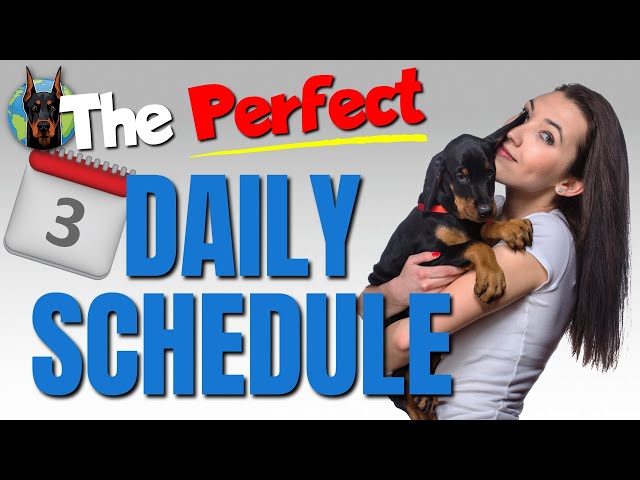 Use THIS Daily Puppy Schedule to Create the Perfect Doberman