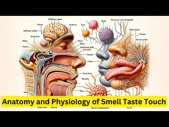 Anatomy and Physiology of Smell Taste Touch