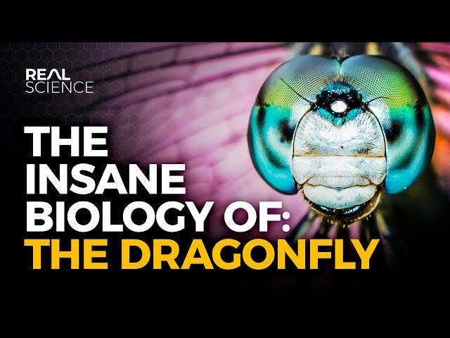 The Insane Biology of: The Dragonfly
