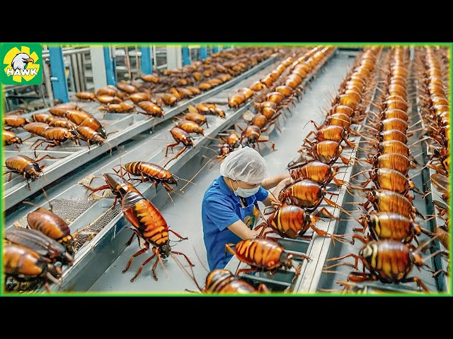 How Chinese Farmers Raise Millions of Cockroaches | Processing Factory