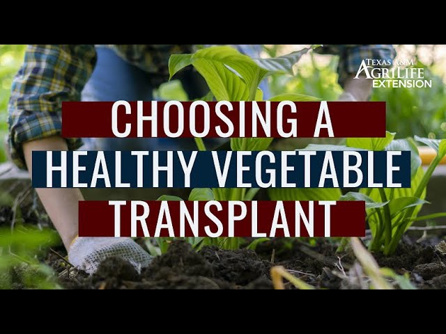 Choosing a Healthy Vegetable Transplant