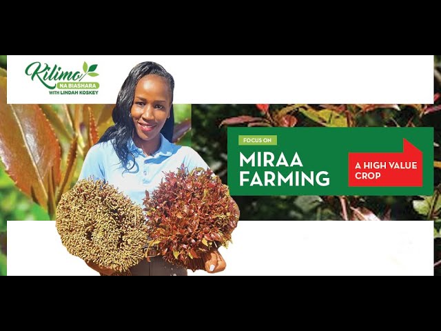 Focus on Miraa Farming | Kilimo na Biashara