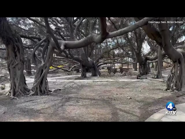 Lahaina's majestic banyan tree left charred but still standing
