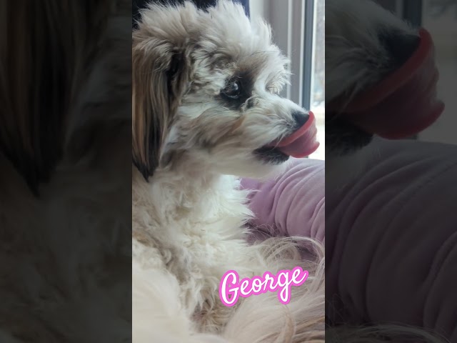 George sitting at the window.