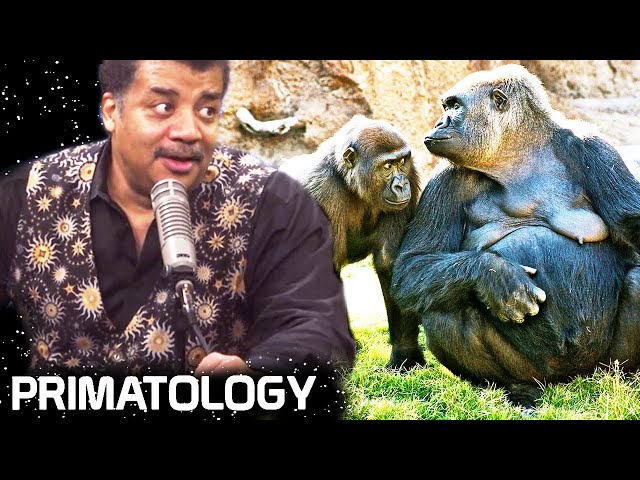 StarTalk Podcast: Cosmic Queries – Primatology