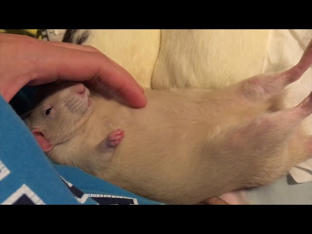 Rats are ADORABLE - Cute Rat Compilation!