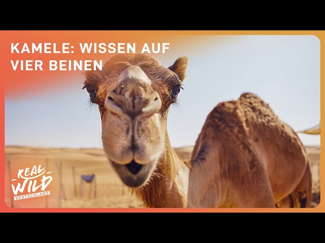 Kamele als Boten des Wissens | Kenias wandernde Bibliothek | Real Wild Deutschland