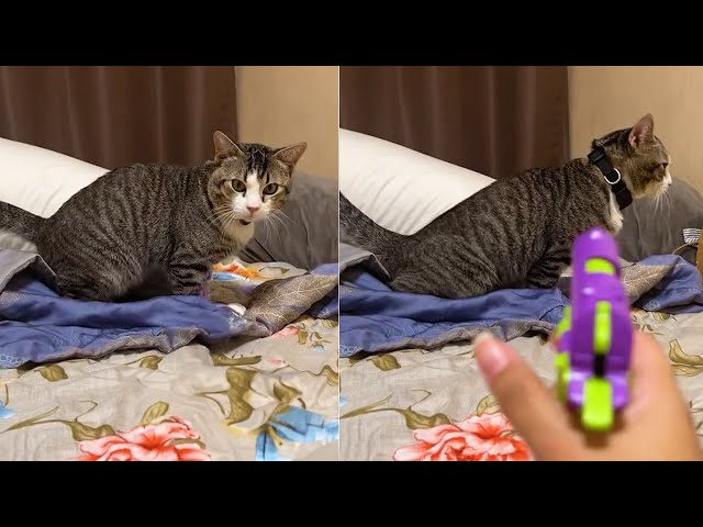Cat Reacts to the Owner's Teasing