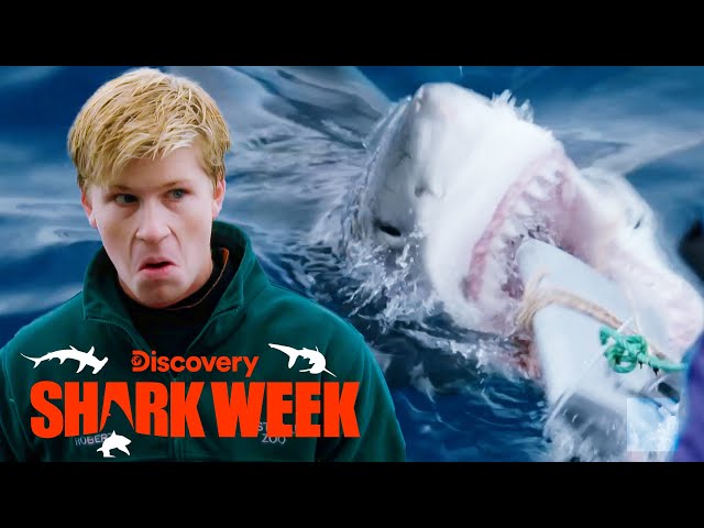 Robert Irwin Tests a Shark’s Biting Power | Shark Week