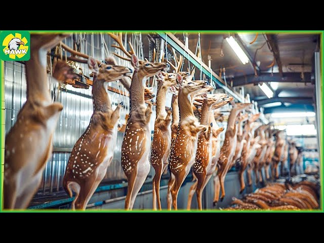 🦌 How Farmers Raise Millions of Deer to Get Antlers | Processing Factory