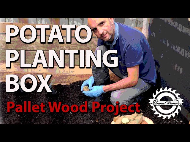 How to Build a Potato Planting Box and Plant Potatoes !