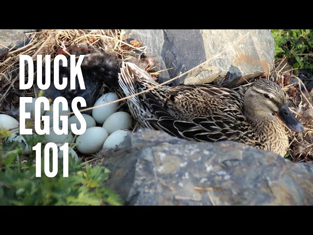 Duck Eggs 101: Everything You Need to Know
