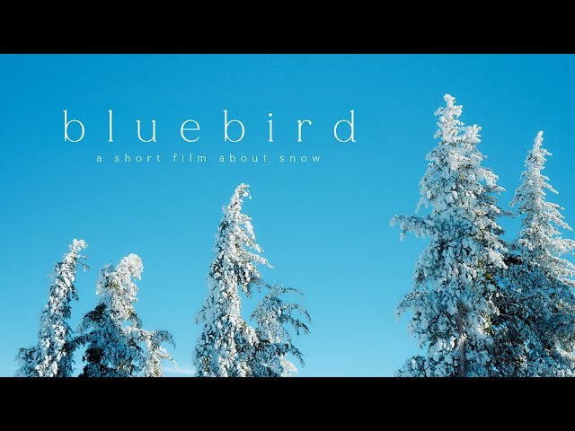 Bluebird: A short film about riding good snow | Winter in Lake Tahoe - Shot on Sony a7cii