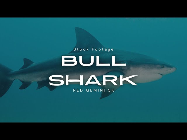 Bull Shark Stock Footage