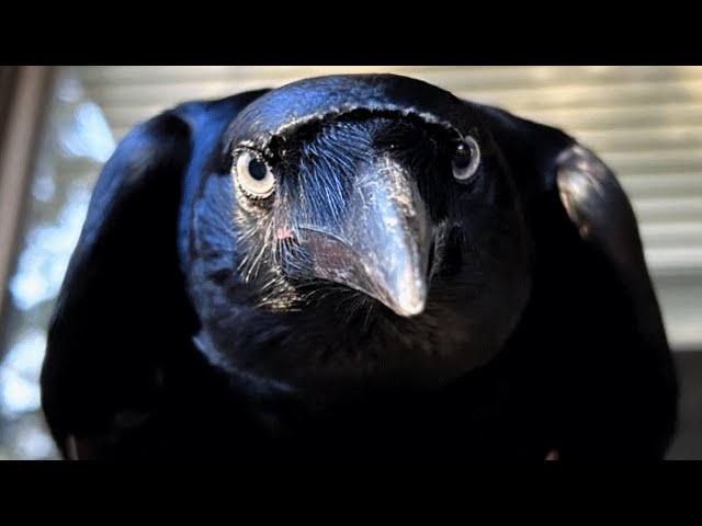 Raven raised by human acts like dog