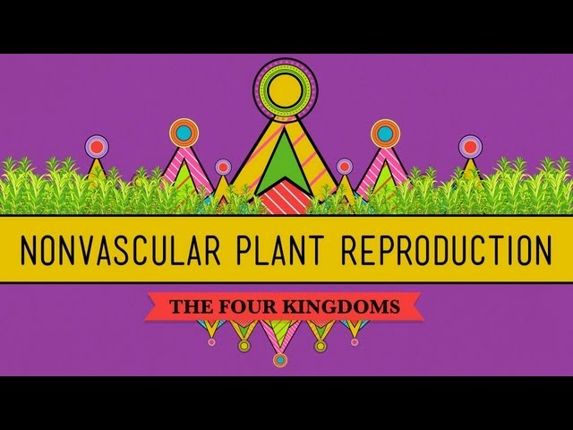 The Reproductive Lives of Nonvascular Plants: Alternation of Generations - Crash Course Biology #36