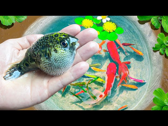 Amazing Catch Tiny Ornamental Pufferfish, Turtles, Ornamental Fish, Koi, Striped Fish, Angelfish