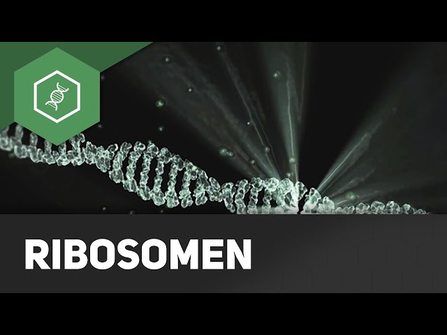 Ribosome - Teil 2