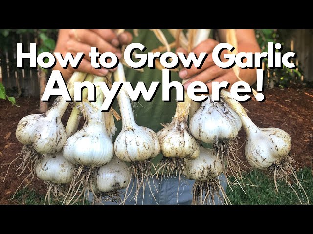 How to Grow Garlic ANYWHERE!