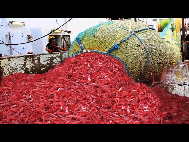 Amazing Shrimp Fishing Video - Catch Hundreds Tons Shrimp With Modern Vessel - Shrimp processing