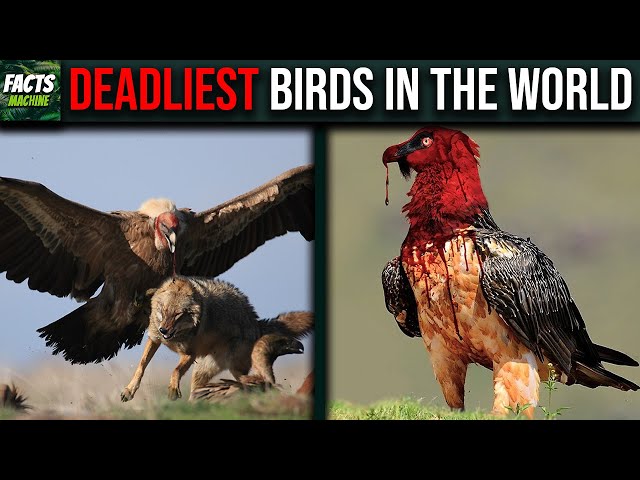 10 Deadliest Birds in The World