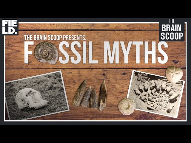 Fossil Myths: Cyclopes, Griffins, & Magic Fairy Bread