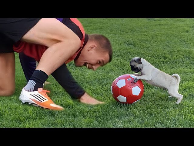 When your dog knows he is better at sports than you 😲 Funniest Dog Ever!