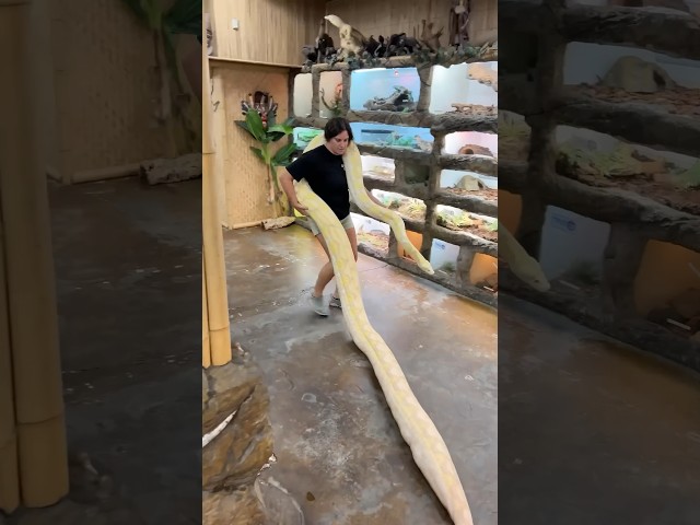 Moving this Giant Python was a workout😅