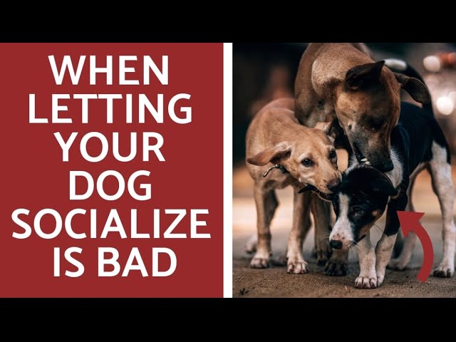 Why you shouldn’t socialize your dog!