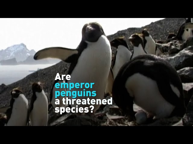 Will emperor penguins soon be a threatened species?