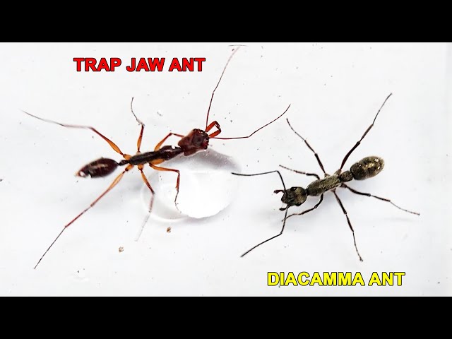 [Ant Warrior] Trap Jaw Ant and Diacamma Ant