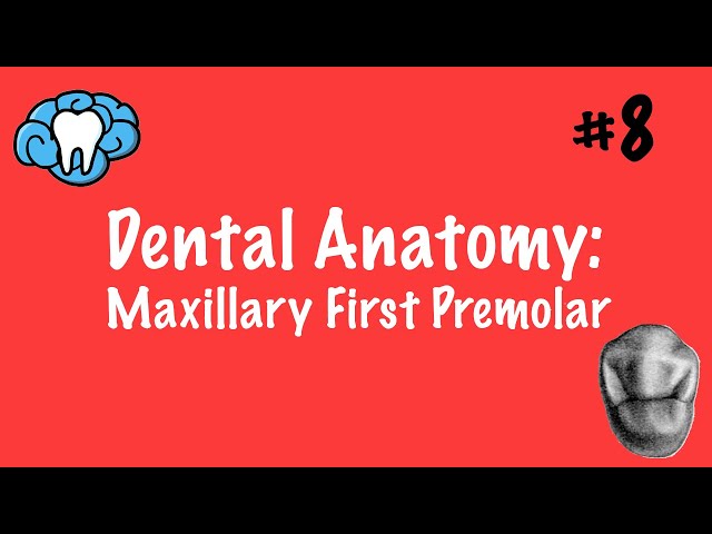 Dental Anatomy | Maxillary First Premolar | INBDE