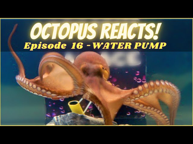 Octopus Reacts to Water Pump - Episode 16